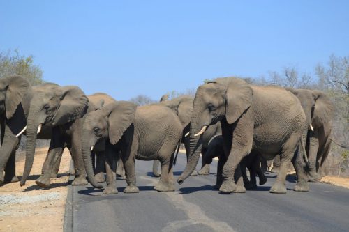 Elephants crossing in the Kruger region for Mbazi Safaris