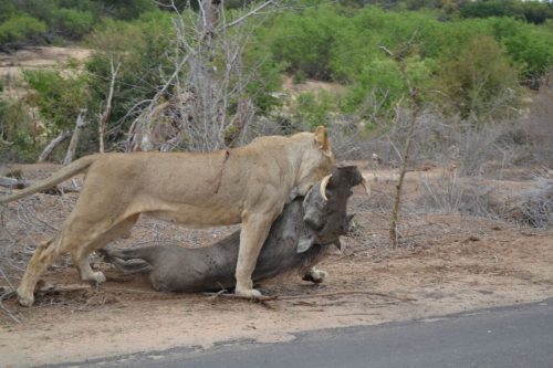 Safari wildlife experience presented by Mbazi Safaris